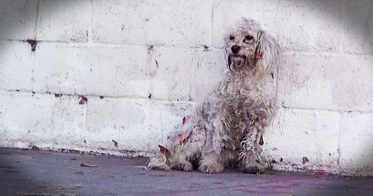 This Homeless Dog Shows Rescuers Incredible Gratitude