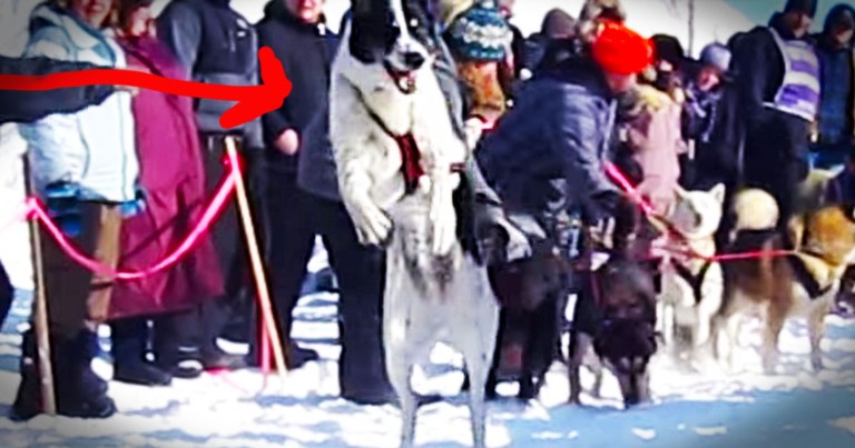 Sled Dog Is REALLY Excited To Start A Race