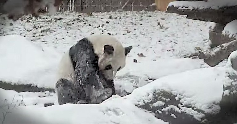 Panda Is REALLY Excited That It Finally Snowed