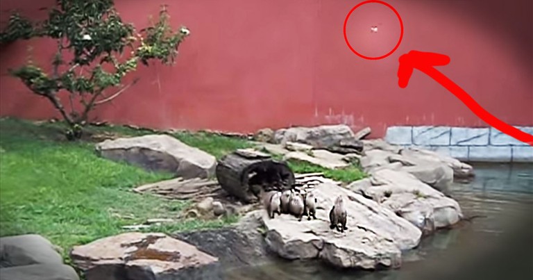 Group Of Precious Otters Chase A Butterfly