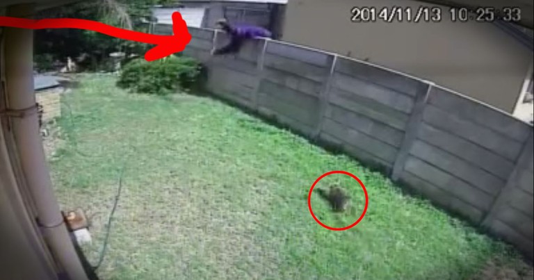 Burglar Gets Chased Off By An Attack Yorkie