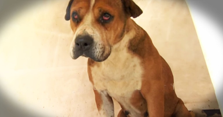 Dog Rescued From A Hoarder Makes Beautiful Recovery