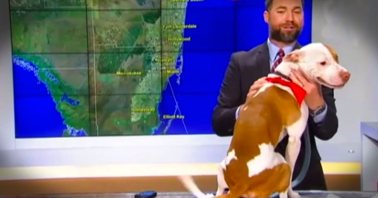 Rescue Pup Adorably Surprised The Weather Man!