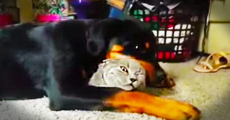 Pup's Favorite Kitty Isn't Quite Sure About All The Affection