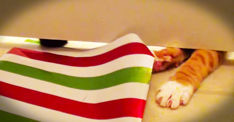 Sneaky Kitties Surprise Human With 'Help' Wrapping Gifts