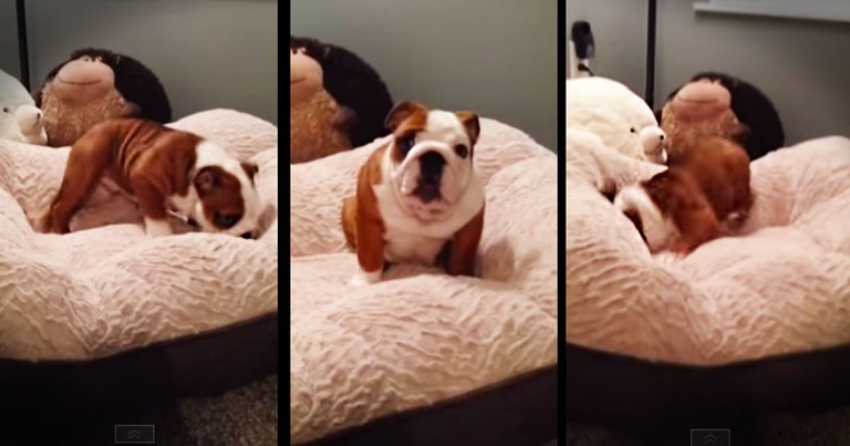 Puppy Adorably Reacts To His New Bed