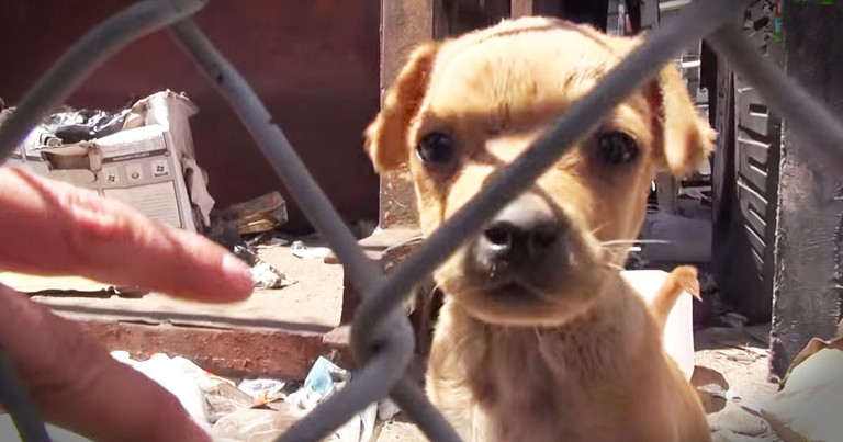 Desperate Family Of Dogs Gets Precious Rescue