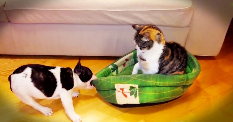 Patient Kitty Refuses To Return Puppy's Bed