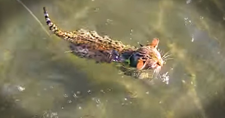 Bengal Kitten Delights Family With Surprise Swim