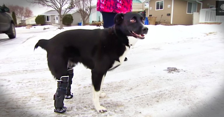 Dog That Lost Hind Legs To Cold Is Back On All Fours