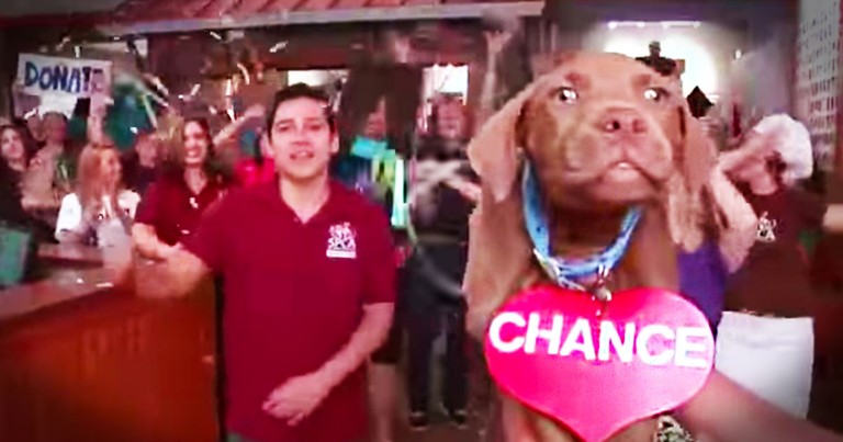 Cutest Lip-Dub Music Video is Helping Its Stars Find Forever Homes