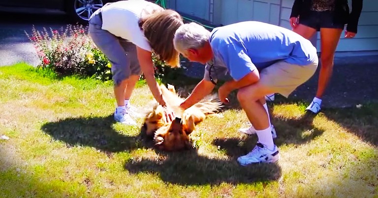Dog Adorably Welcomes Her Parents Home