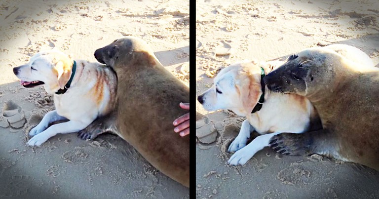 This Seal Just Made An Unlikely New Friend--Aww!