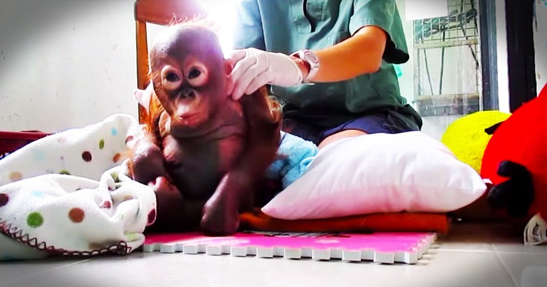 Baby Orangutan Gets Loving Care After Year Of Neglect