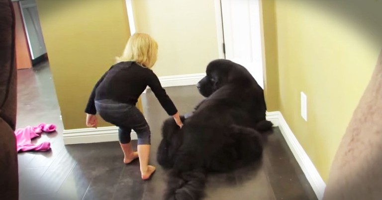 Pup Plays Cutest Game Of Tag With His Toddler Friend