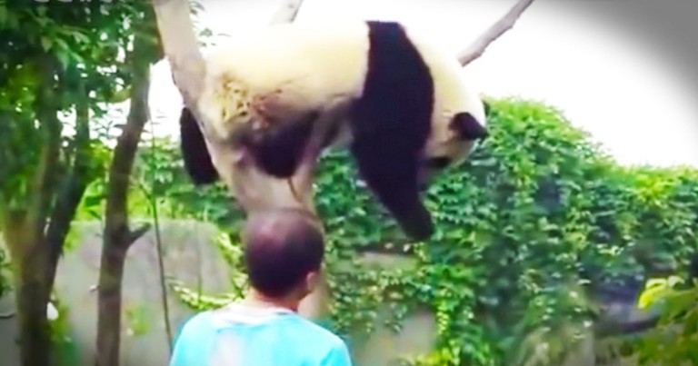 Adorable Panda Insists On A HUG Before Getting Down--Aww!