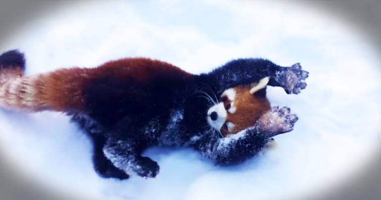 Who Else Could Watch These Red Pandas ALL DAY--Aww!