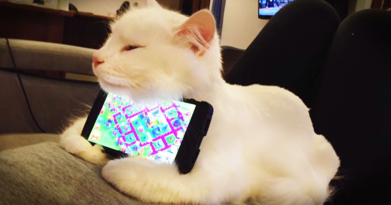 How This Patient Kitty 'Helps' His Human Made Me LOL