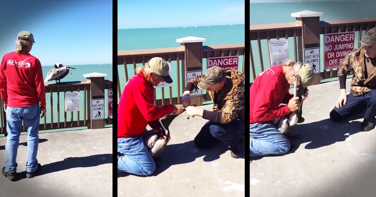 Man Bravely Does THIS To Rescue A Starving Pelican--WOW!