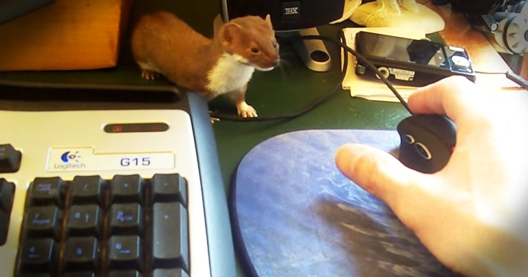 Watching This Rescued Weasel At Play--PRICELESS!