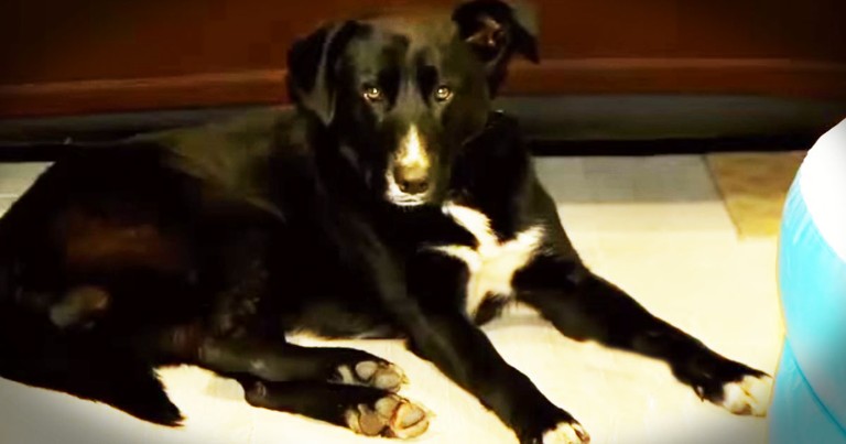 Abandoned Dog Is A HERO! Wait 'Til You Hear Why-Aww!