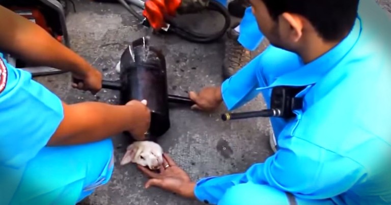 Heartwarming Rescue of a Poor Pup From An EXHAUST PIPE!