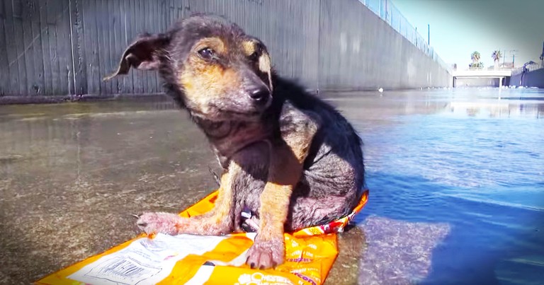 Brave Pup Gets Incredible Rescue From Canal