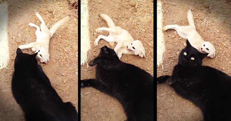 These 2 Unlikely BFFs Are About To Make Your Day!