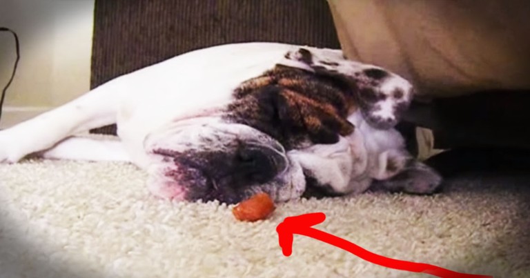 Sweet Pup Wakes Up For A Sweeter Treat--LOL!