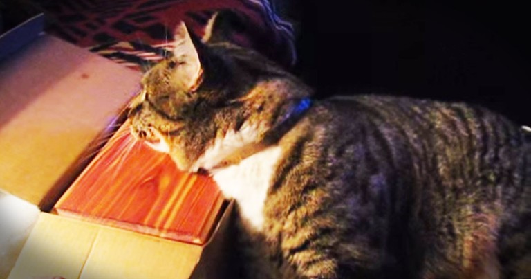 Cat's Tearjerking Reunion With His BFF Pup's Ashes