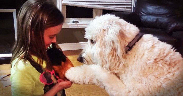 Apparently, This Gentle Pup Has A New BFF--Aww!
