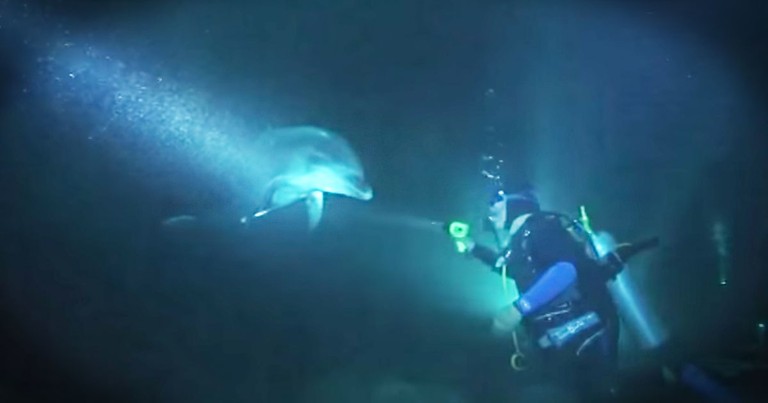 What Happened After This Dolphin Swam Up--AMAZING!
