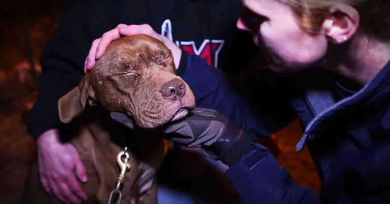 This Pup's Rescue Was Amazing--And The Surprise?  Whoa!