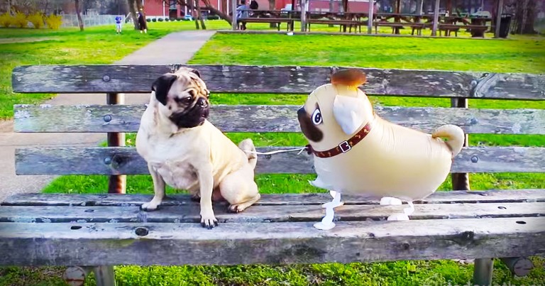 Dog Has Adorable Play Date With His 'Twin' BFF--LOL