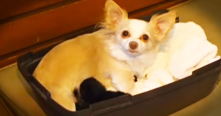 Chihuahua's Babies May Surprise You--Awww!