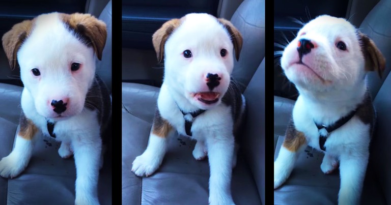 Apparently, This Puppy Has The Hiccups. . .And It's Adorable!