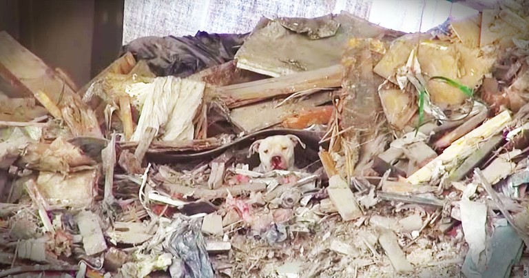 What They Found On This Trash Pile Will Break Your Heart!