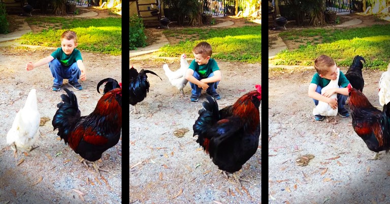 He Got A Haircut That Confused His Chicken BFF, But Then. . .HUGS!