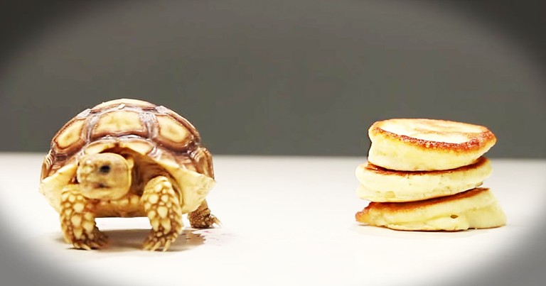 Apparently, These Tortoises Are In For A Tiny Treat--Aww!