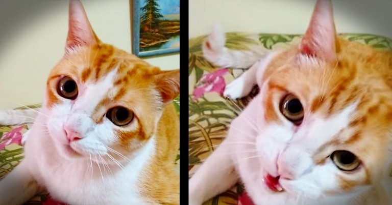 Man Sings To Kitty, And What The Cat Does Next You've Got To See Right Meow!
