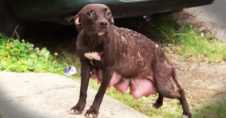 Abandoned Mama Dog Gets Amazing Rescue For Her And Her Puppies!