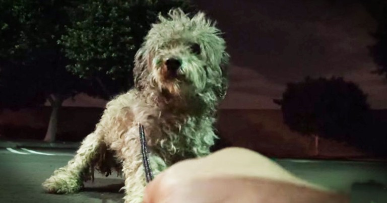Scared Pup Living In A Hospital Parking Lot Gets Amazing Rescue!