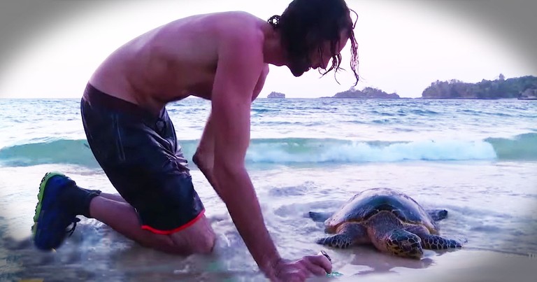 They Thought This Endangered Sea Turtle Was A Goner--Then They Did THIS!