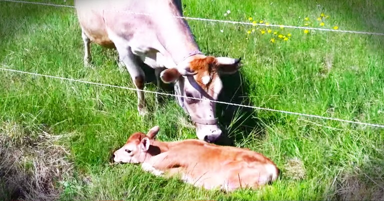 Momma Cow Was Heartbroken Over Lost Calf Until THIS Reunion!