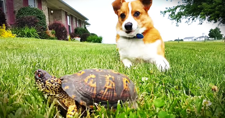 When This 'Rock' Started Moving, This Corgi Was Adorably Surprised!