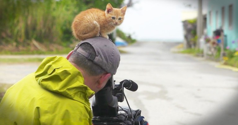 He Was Trying To Film These Cats. Until The Littlest Kitten Had An Adorable Idea. 