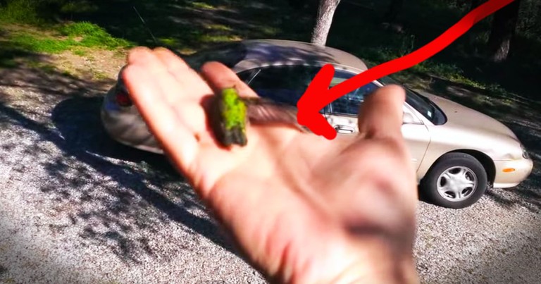 Tiny Hummingbird Comes To Life After Amazing Rescue!
