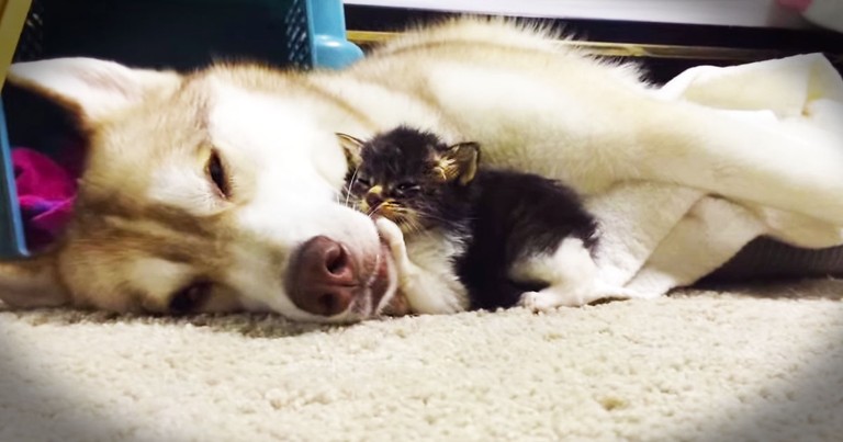 This Abandoned Kitten Has An Unlikely New Mommy--So SWEET!