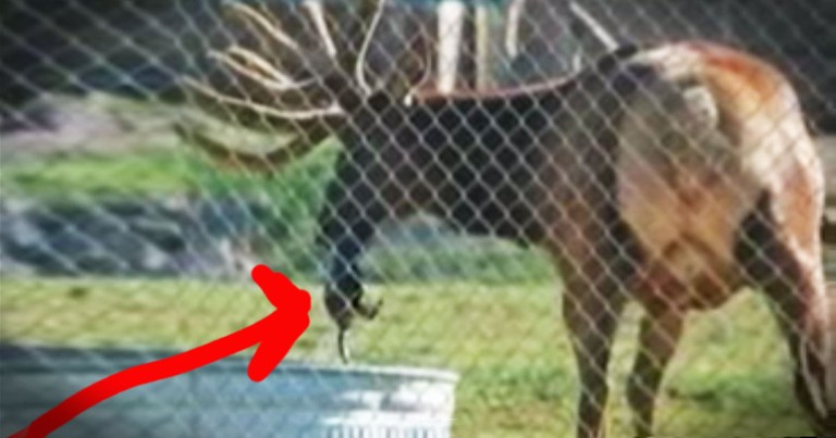 They Didn't Know What This Elk Was Doing Until He Saved A LIFE!