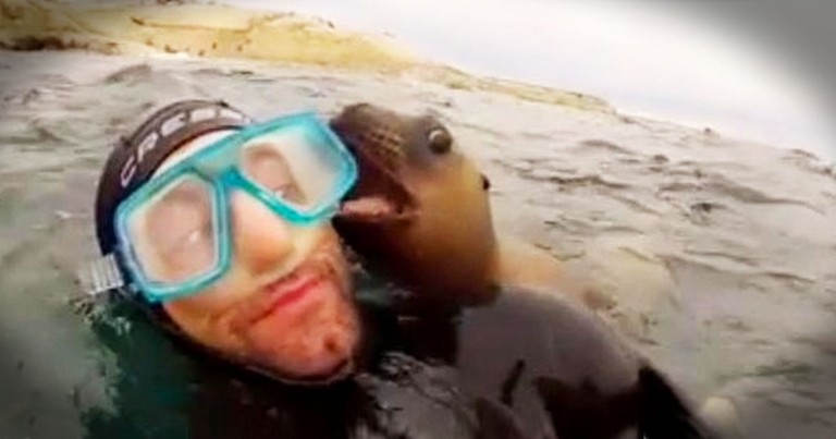 Precious Sea Lion Pups Just Want To Play. And Trust Me You Want To See It!